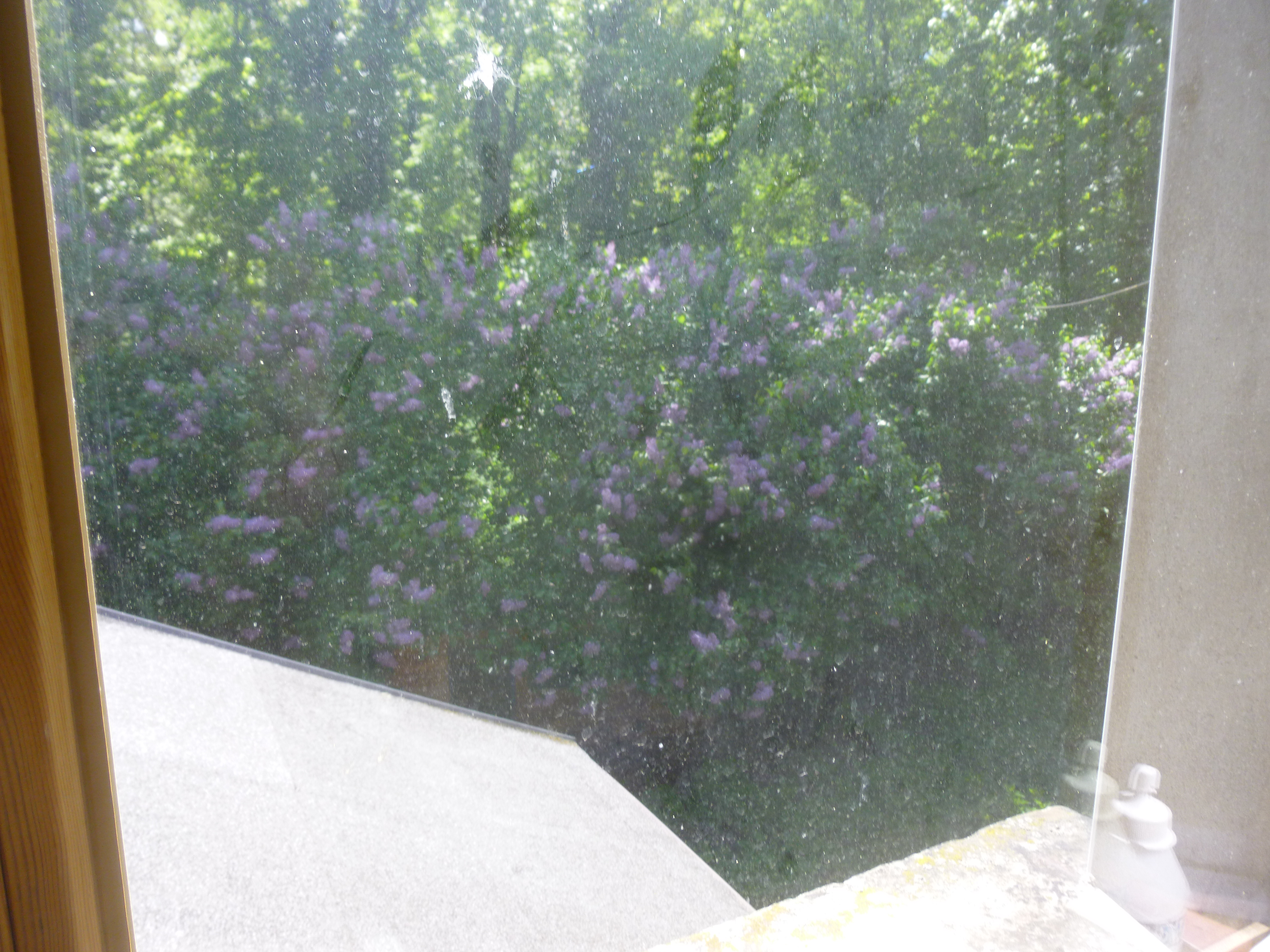 Blühender Flieder auf der Südseite