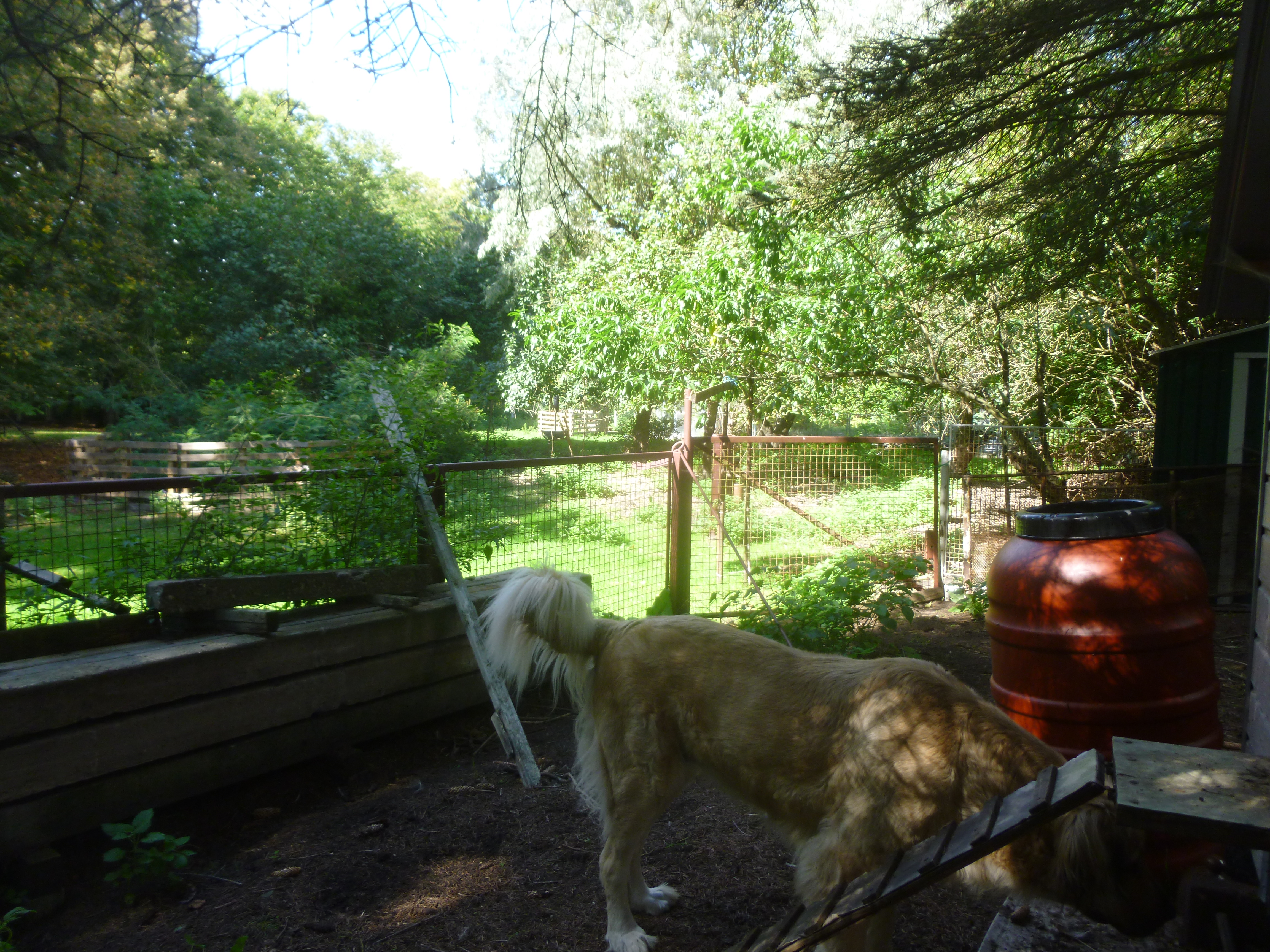 Blick auf den hinteren Garten