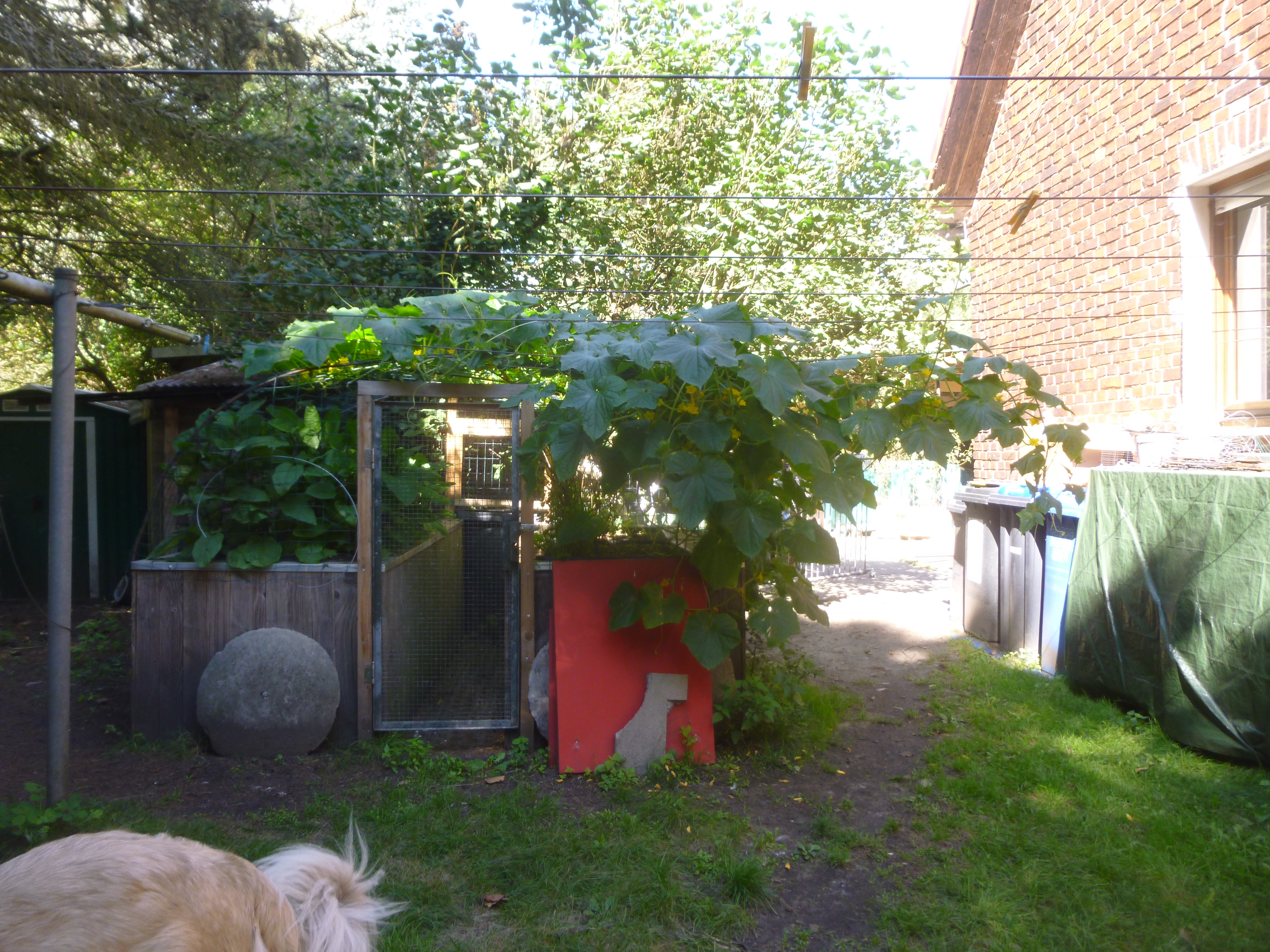 Bild: Wäscheplatz mit 2 Hochbeeten und Hühnerhaus