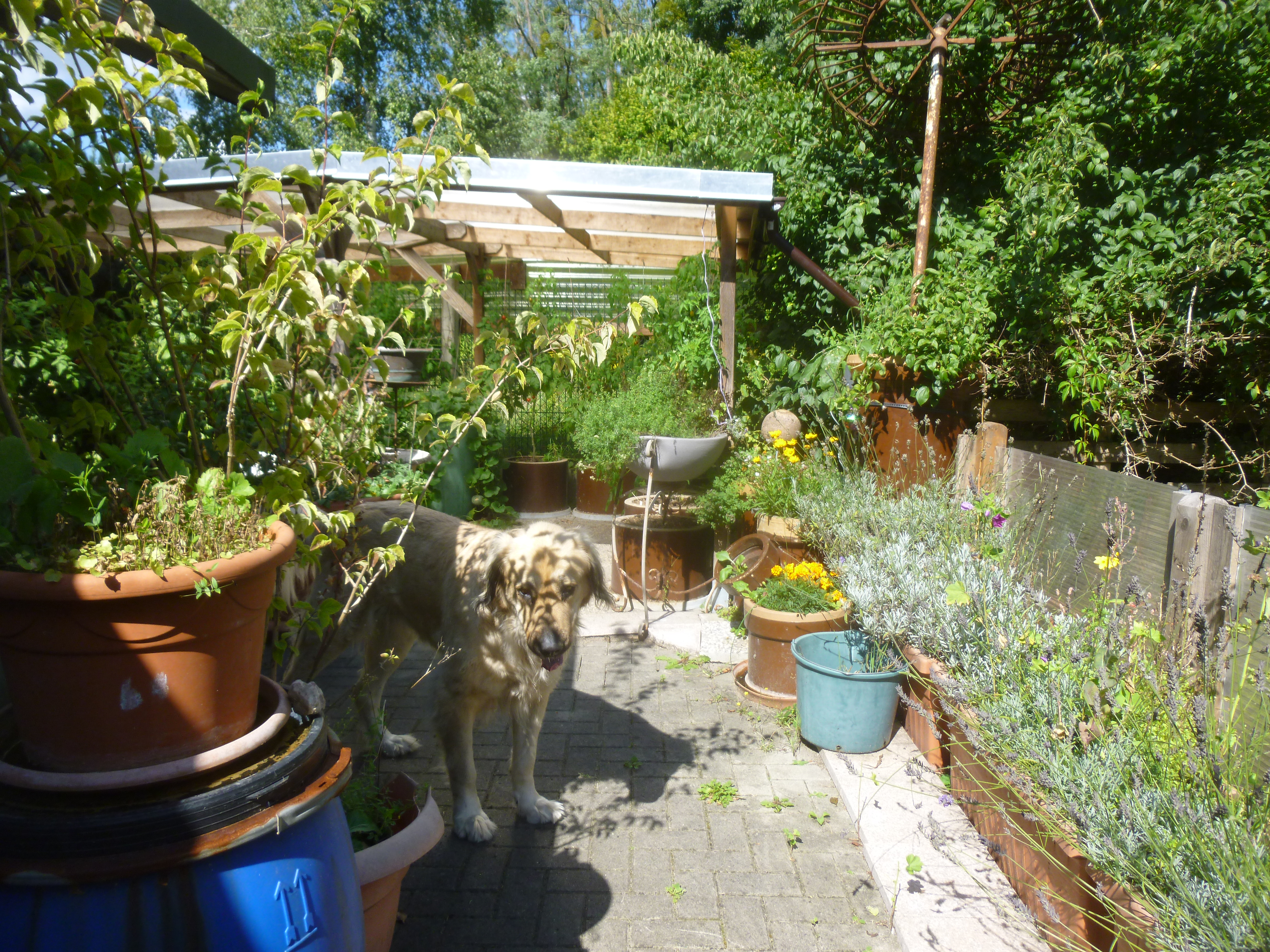 Bild: Der überdachte Tomatenplatz
