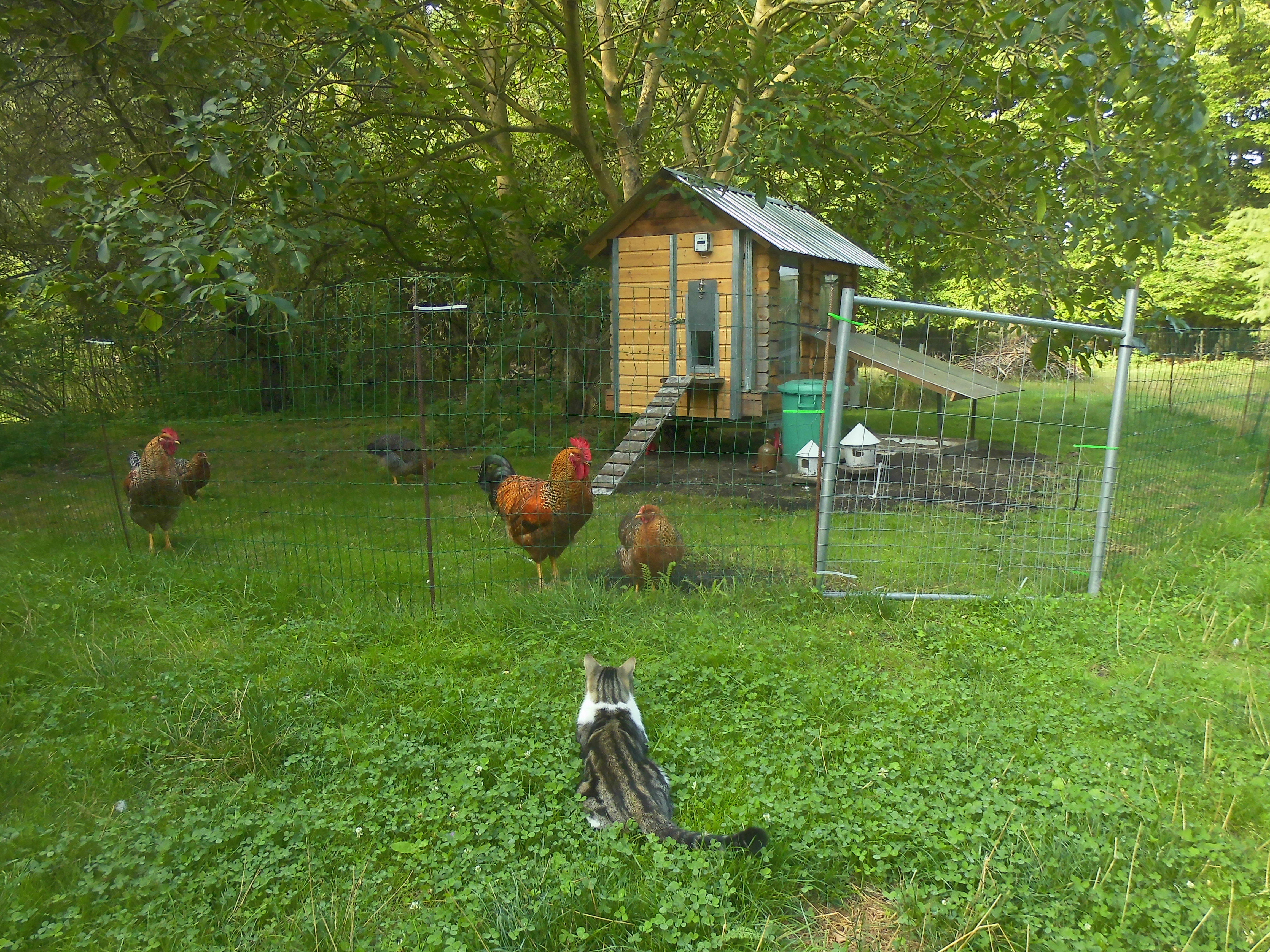 Das HĂŒhnerhaus